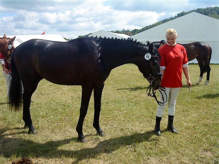 Dansk Varmblod Bugges Casino-Royal R.I.P - Gammel Estrup 09 billede 5