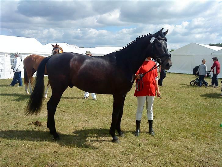 Dansk Varmblod Bugges Casino-Royal R.I.P - Gammel Estrup 09 billede 6