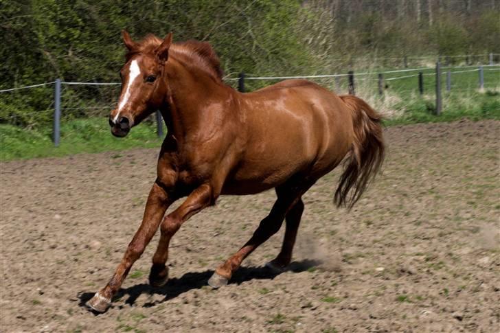 Anden særlig race Lukas - nårh den lille pony <3<33 ´ dejlig tur på folden ! billede 18