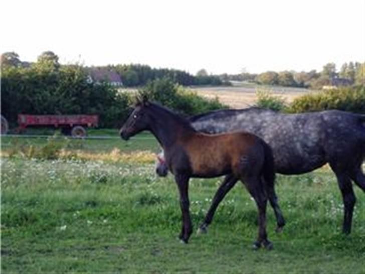 Dansk Varmblod Bugges Casino-Royal R.I.P billede 8