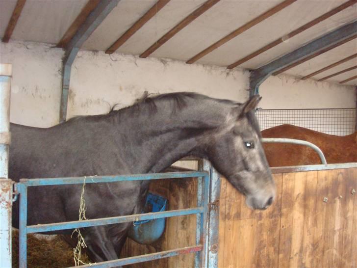 Dansk Varmblod Bugges Casino-Royal R.I.P - Maj 2010 billede 9