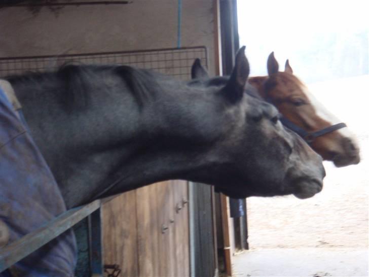 Dansk Varmblod Bugges Casino-Royal R.I.P - Maj 2010 billede 10