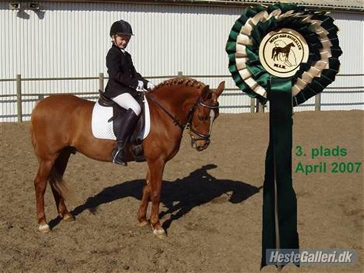 Anden særlig race Lukas - vores andet bedste sævne !!1 billede 19