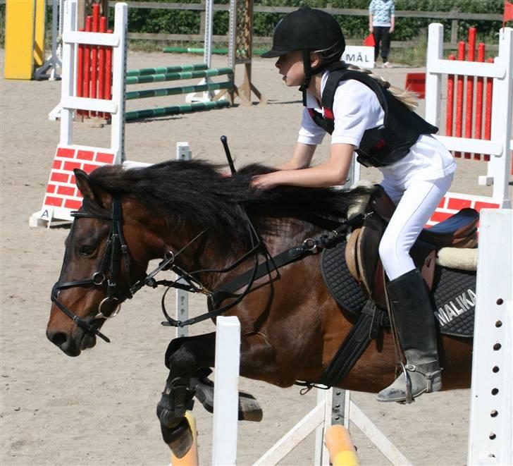 Anden særlig race Bastian "SAVNET" - Velkommen til Basses profil håber i kan lide ham!!=D giv ham meget gerne en kommentar og bedømmelse hvis det skulle friste!!<3<3 billede 1