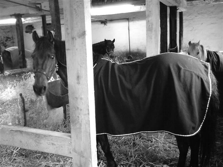 Anden særlig race Bastian "SAVNET" - Manse, i stalden billede 3