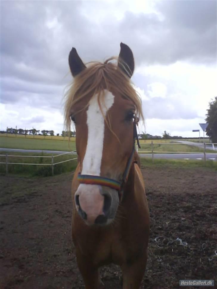 Welsh Partbred (Sec F) Wissinggaards Stitch - Min skønne pony <3 billede 2