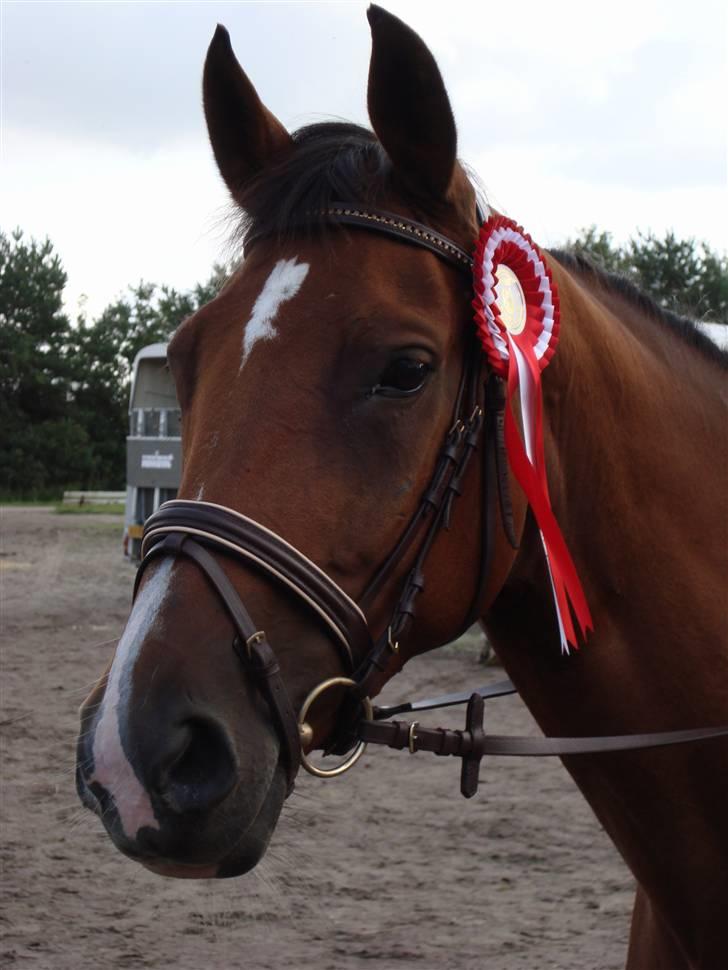 Hollandsk Varmblod Pearly (SOLGT) - 1) Velkommen til Pearlys profil :) Fordi du er den bedste <3 ! :) Genoptræning den 13. Juni 2008 efter sommerferien. MÅ IKKE KOPIRES ! Foto : Far billede 1