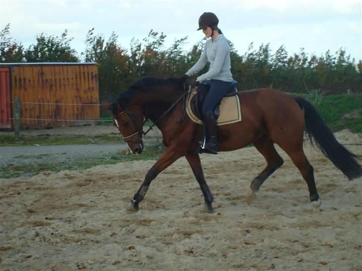 Hollandsk Varmblod Pearly (SOLGT) - 2) Dressur den 14. oktober  2008 første ridning på den nye udendørsbane, hun var rimelig vild, men elskede at komme udenfor igen :D Ved godt hun går lidt dybt her, men det var den bedste måde at få hende til at slappe af. MÅ IKKE KOPIRES ! Foto : Far billede 2