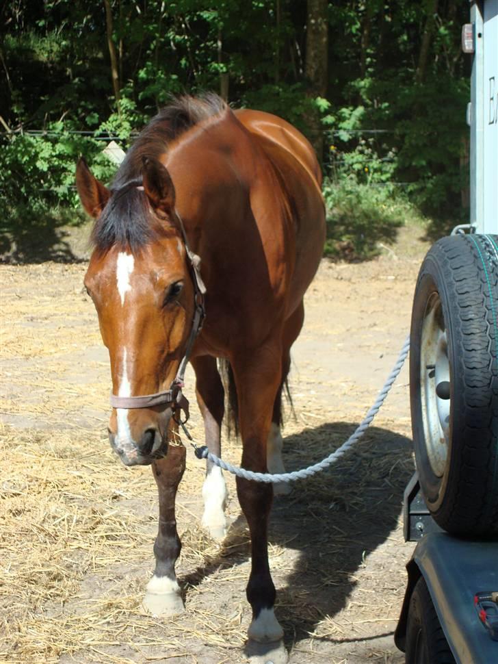 Hollandsk Varmblod Pearly (SOLGT) - 3) Et lille stævne billede da vi var i Arden. Her er vi ved at pakke så vi kan komme hjem igen :)  MÅ IKKE KOPIRES Foto : NSW photo billede 3