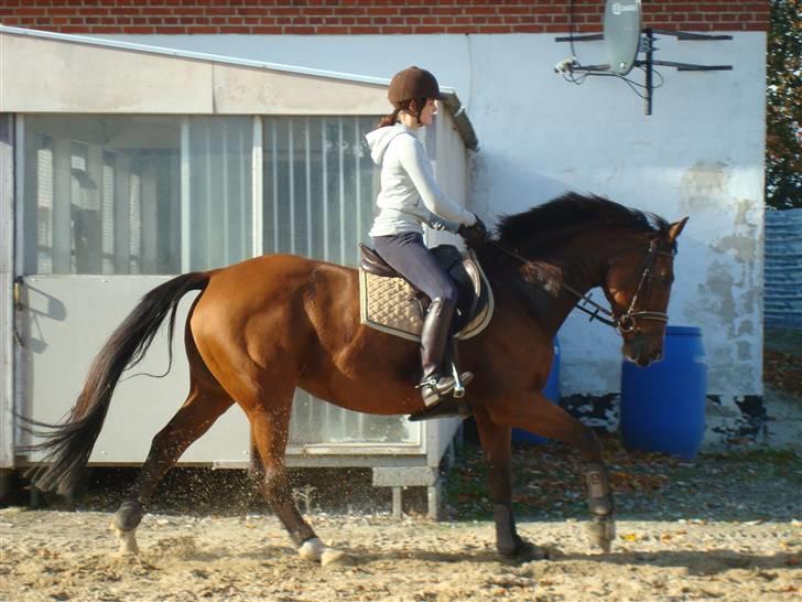 Hollandsk Varmblod Pearly (SOLGT) - 4) Dressurtræning den 14. oktober 2008 ridning første gang på den nye udendørs bane, se hvor hun nyder det !  MÅ IKKE KOPIRES ! Foto : Far billede 4