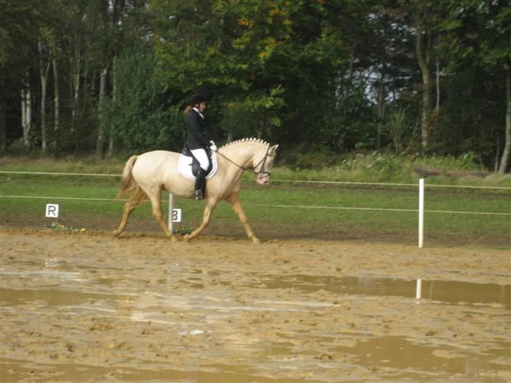 Palomino Sartors La toya (solgt) - til gårdstævne på kløvholm d. 23/9-07 billede 18