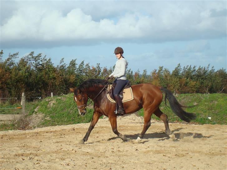 Hollandsk Varmblod Pearly (SOLGT) - 5) Ridninfg på den nye udendørs bane. MÅ IKKE KOPIRES ! Foto : Far billede 5