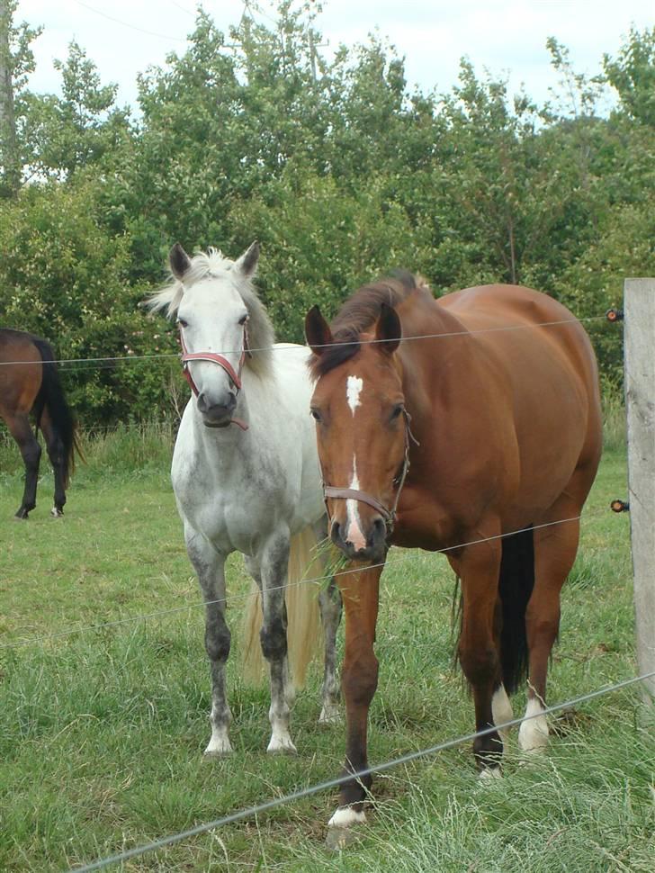 Hollandsk Varmblod Pearly (SOLGT) - 6) Pearly der hygge sig på folden med hendes bedste veninde. Pearly og Carine styrer bare folden sammen :) MÅ IKKE KOPIERES ! Foto : NSW photo billede 6