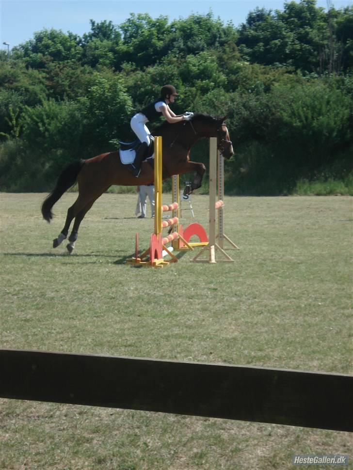 Hollandsk Varmblod Pearly (SOLGT) - 7)  Stævne i Støvring. Red LD som vi vandt og LC som vi fik en 2. plads i :) MÅ IKKE KOPIRES ! Foto : SmukkeSn billede 7