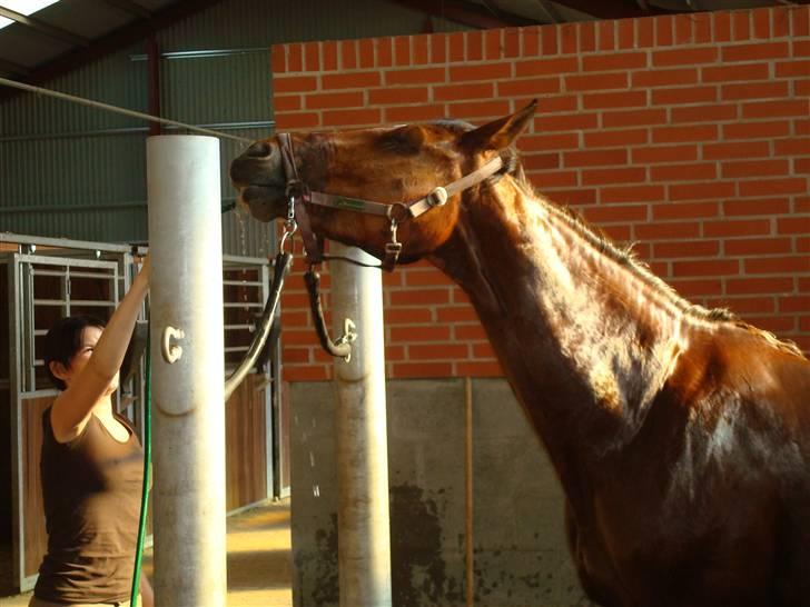 Hollandsk Varmblod Pearly (SOLGT) - 9) Haha, Pearly elsker bare at blive spulet :) Specielt på mulen :) Pearly, gør det fordi jeg elsker dig <3 MÅ IKKE KOPIRES ! Foto : NSW photo billede 9