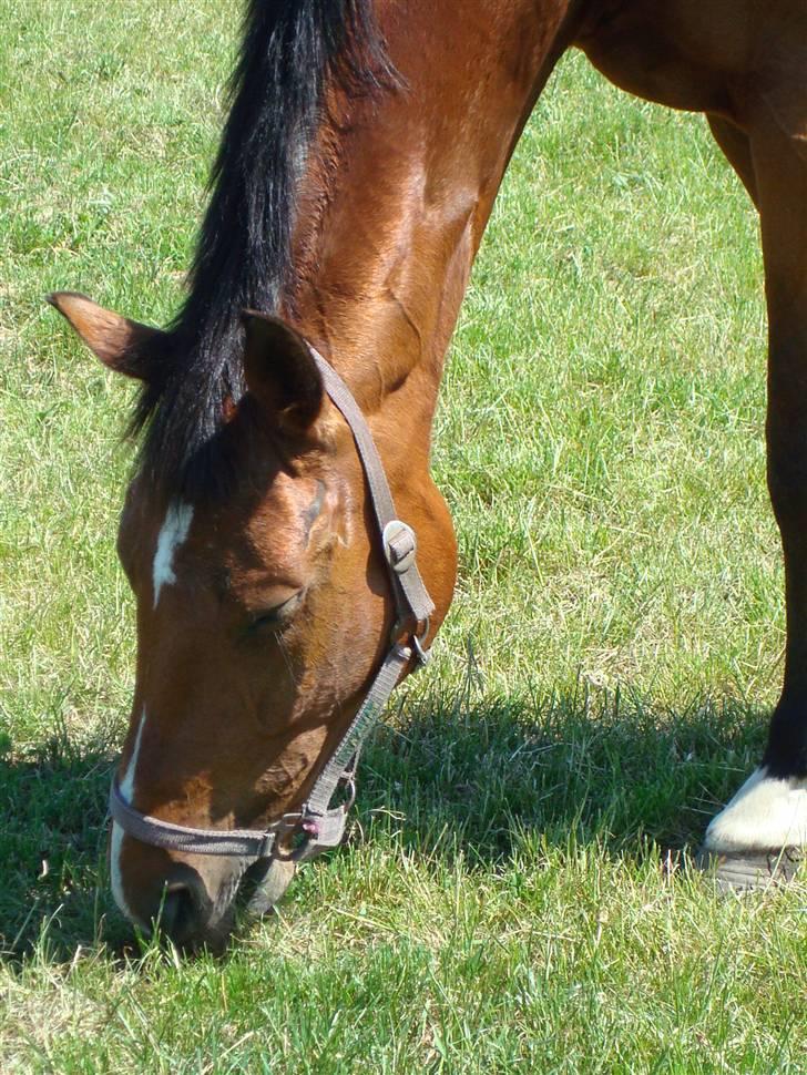 Hollandsk Varmblod Pearly (SOLGT) - 12) Pearly på fold hvor hun nyder livet. Fordi du er det bedste jeg har <3 ! :) MÅ IKKE KOPIRES ! Foto : NSW photo billede 12