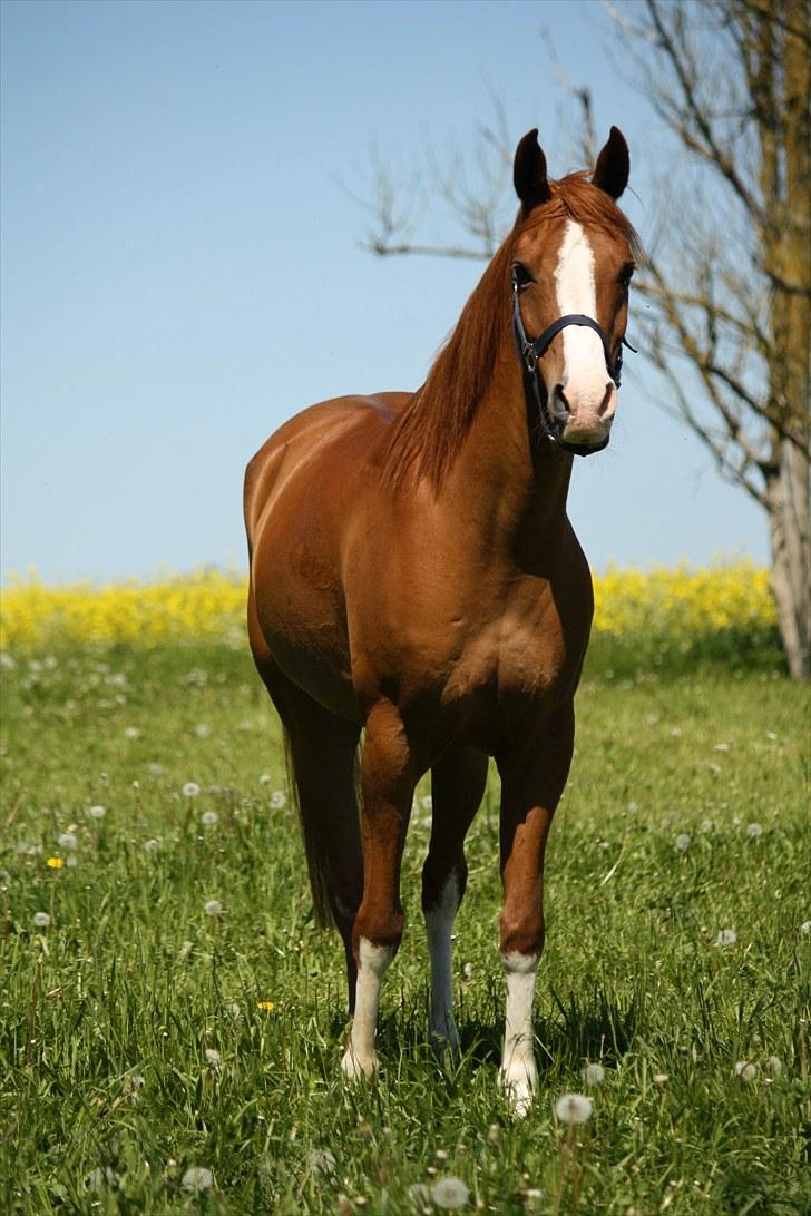 Arabisk fuldblod (OX) Glacer  - Velkommen til dejlige Glacer <3! Foto: Mig :D billede 1