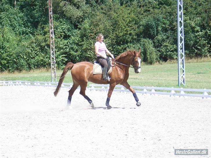 Frederiksborg Cado  - Han er begyndt at sætte sig noget mere bag til... Sjusket rytter! billede 1