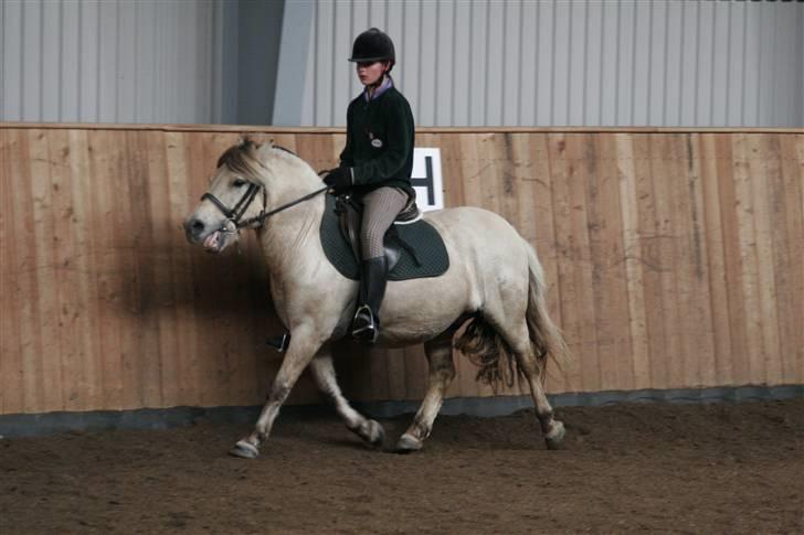 Fjordhest skipper - lidt for korte tøjler..!ridelære siget hele tiden jeg skal korte tøjler selv om de er korte..foto: per A.. billede 3