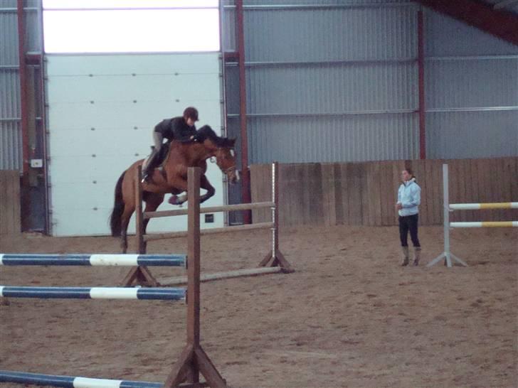 Hollandsk Varmblod Pearly (SOLGT) - 13) Springtræning derhjemme. Her i en LA bane. Pearly du er en stjerne, fordi du redder mig hver gang <3 :) MÅ IKKE KOPIRES ! Foto : Far billede 13