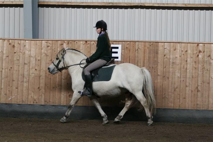 Fjordhest skipper - ..ridelære siget hele tiden jeg skal korte tøjler selv om de er korte foto: perA.. billede 4