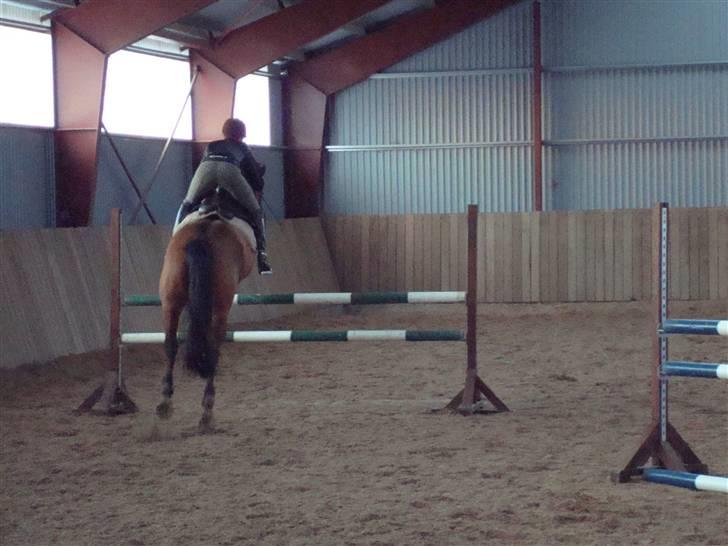 Hollandsk Varmblod Pearly (SOLGT) - 14) Springtræning LA bane. Sammen springer vi over bjerge ! <3 :) MÅ IKKE KOPIRES ! Foto : NSW photo billede 14