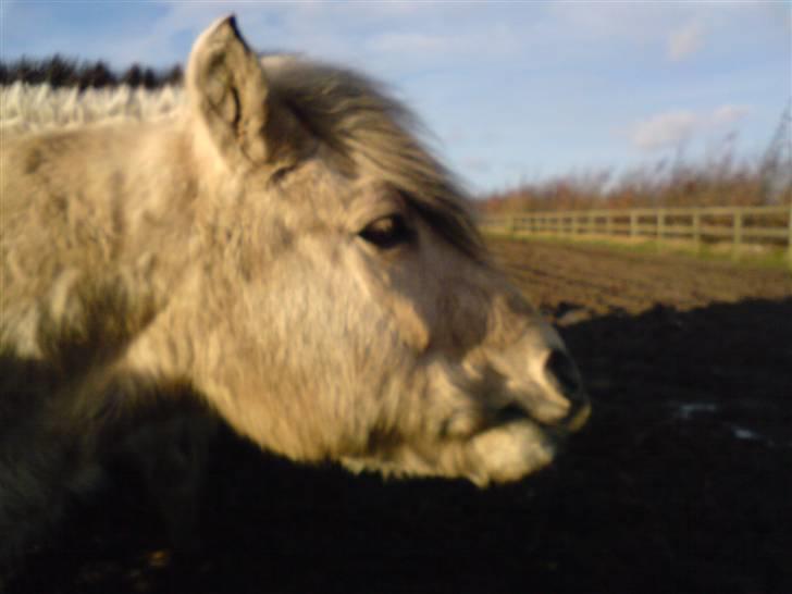 Fjordhest skipper - ømm ser lidt funny men cute ud,, foto: malene M A..(er her inde) billede 5