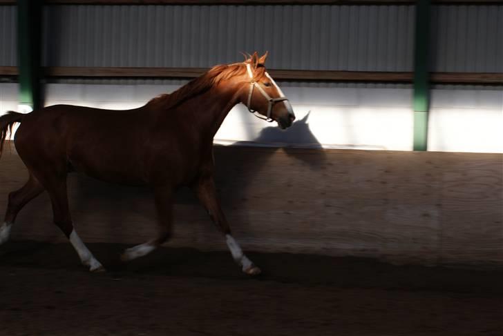 Frederiksborg Cado  - Travning :b - Også taget af Lisa ;) billede 5