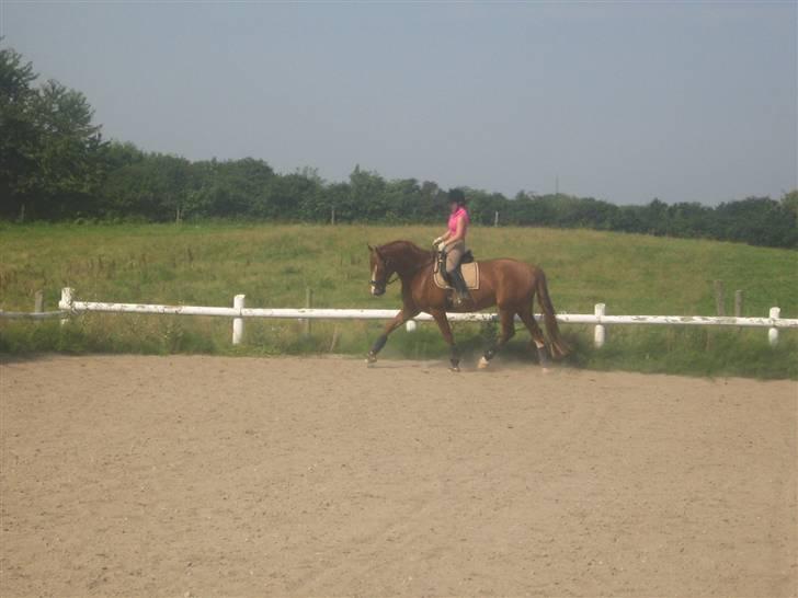 Frederiksborg Cado  - Smukt... billede 6