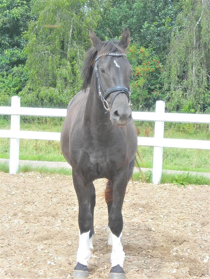 Oldenborg Diablo  " solgt " SAVNET - 2 år fra den 1/8 2009  billede 2