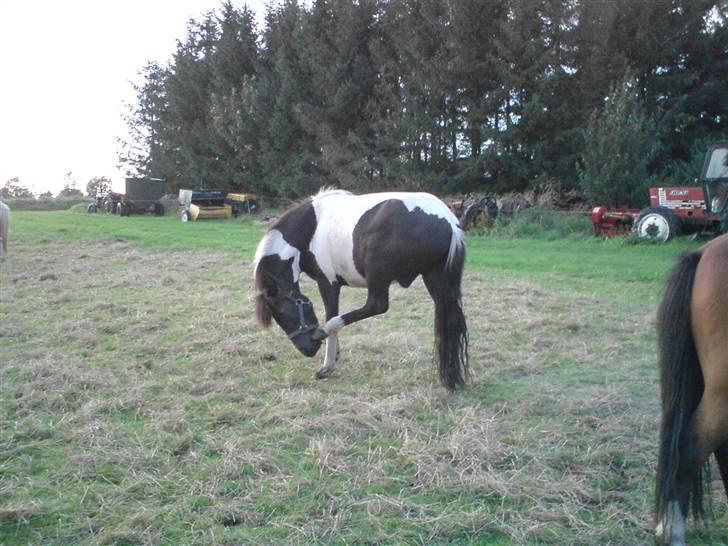 Islænder Vigri *SOLGT* - Skisme det klør igen....  billede 9