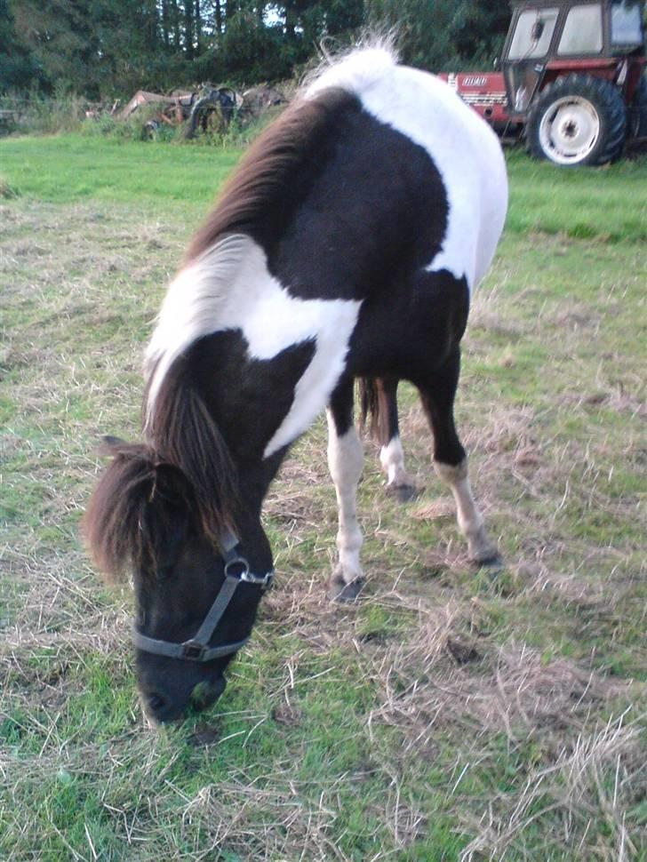 Islænder Vigri *SOLGT* - Gider ikke mere.. Vil hellere spise.. billede 10
