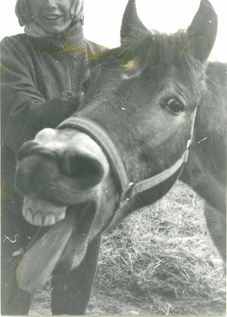 Gotlandsruss Jolly R.I.P - Jolly 1995 smukke hest... billede 4