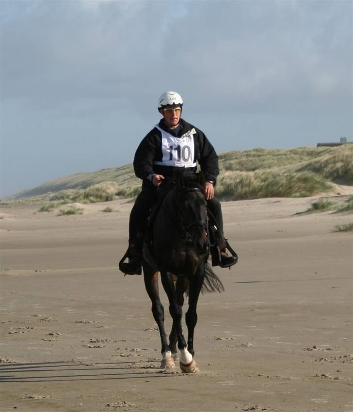 Fuldblod (XX) Little Hunter  *DØD* - hunter og per poulsen, skridt 9km i timen billede 16