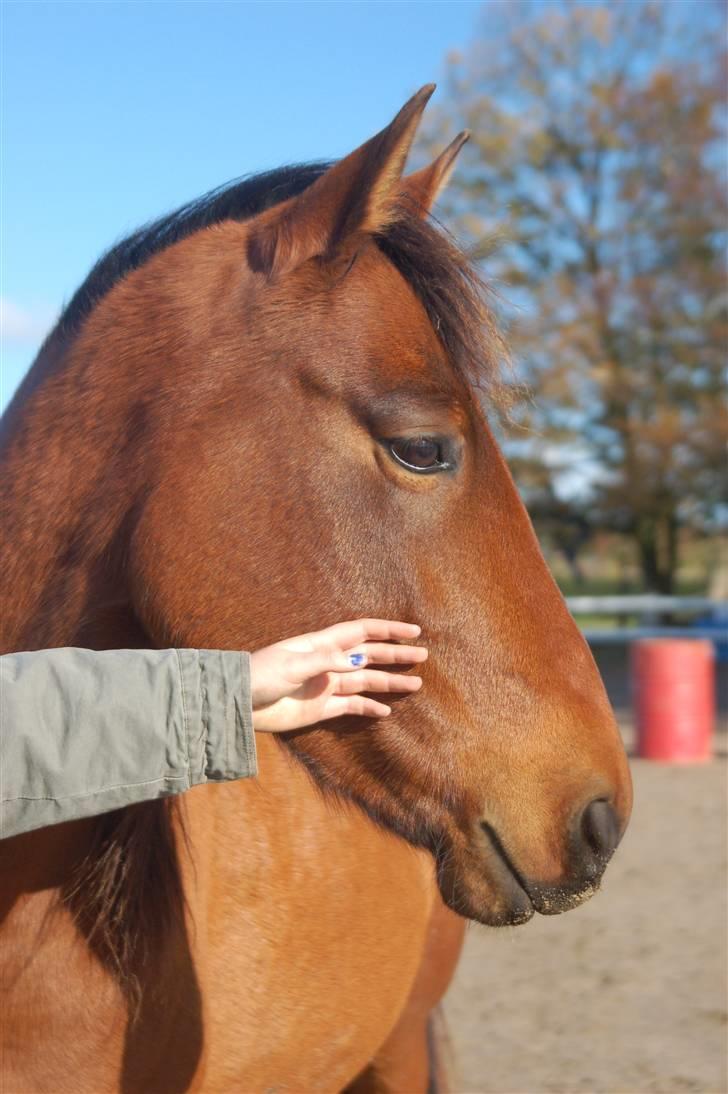 Anden særlig race Sakia <3 my pride - såååååå skøn Foto: Signe Bendsen billede 7
