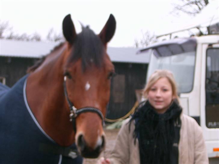 Anden særlig race Lucky Casmir (Bamse) - Velkommen til Bamses profil ! :D Min tykke hest og mig.  billede 1