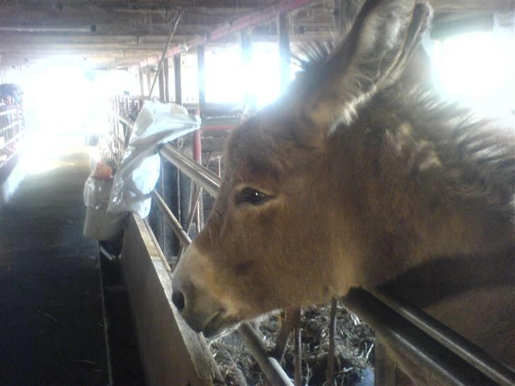 Anden særlig race højgårdens egon  billede 17