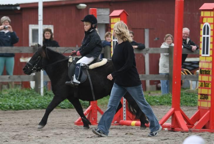 Shetlænder Tulle - Tulle har lige en hjælper med så hun ikke løber den forkerte vej:p Foto: Kim Bahnsen billede 10