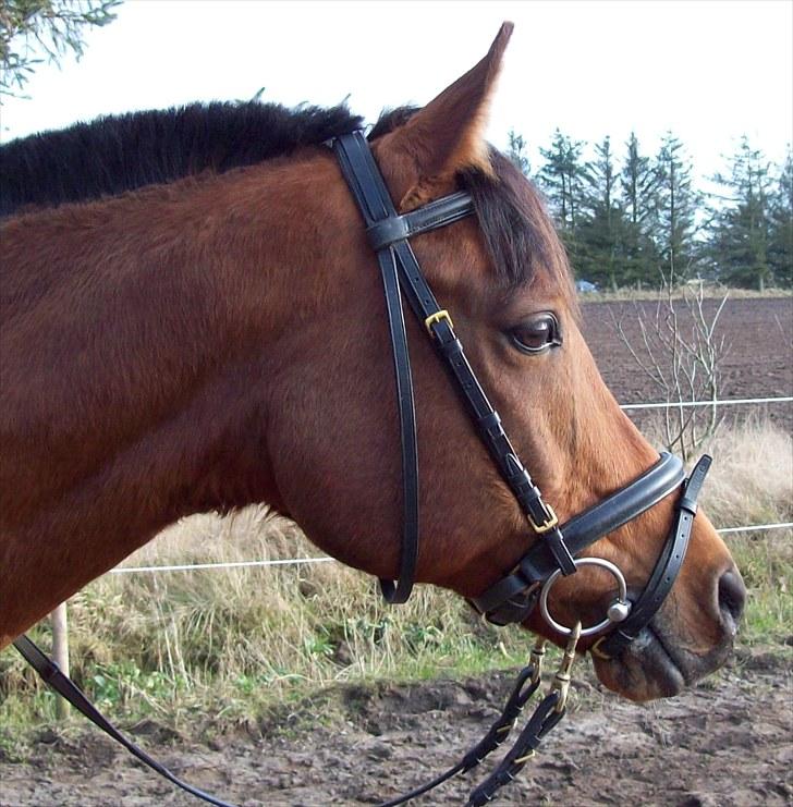 Hollandsk Sportspony Lukas  - 3) Smukke Lukas efter en omgang undervisning :) billede 4