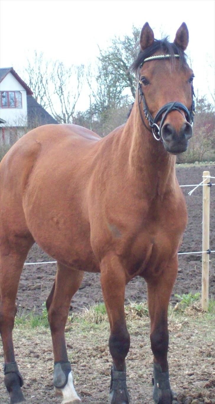 Hollandsk Sportspony Lukas  - 5) Utrolig nuttet :D billede 6