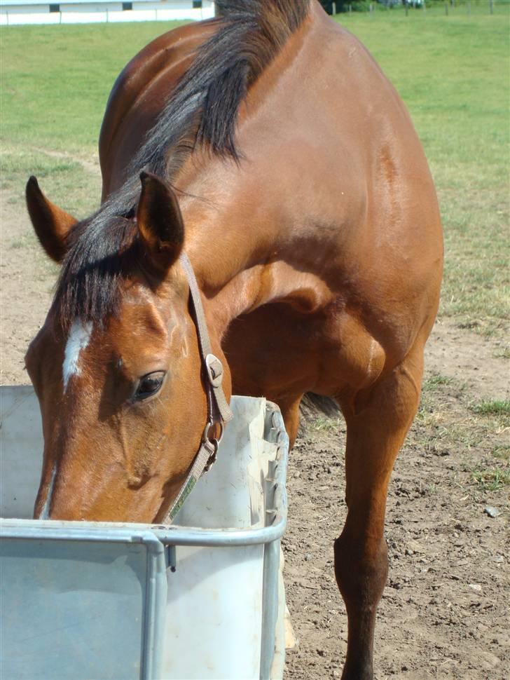 Hollandsk Varmblod Pearly (SOLGT) - 15) Fordi kun du fortjerner det bedste, og kun det bedste. <3 MÅ IKKE KOPIRES ! Foto : NSW photo billede 15