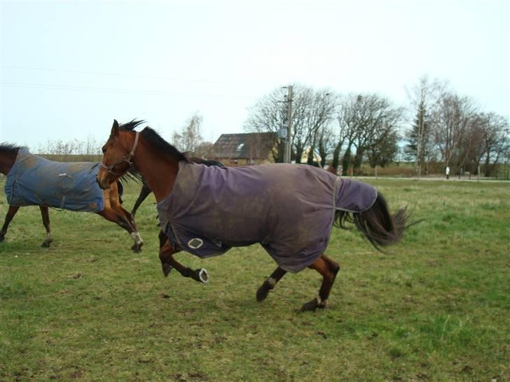 Hollandsk Varmblod Pearly (SOLGT) - 16) Det er bare et genialt billede. Pearly for fuld power :) MÅ IKKE KOPIRES ! Foto : NSW photo billede 16
