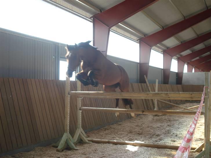 Hollandsk Varmblod Pearly (SOLGT) - 17) Pearly i løsspring, kæft hun var sej den dag. Hun sprang 150 cm og er selv 163 cm. MÅ IKKE KOPIRES ! Foto : SmukkeSn billede 17