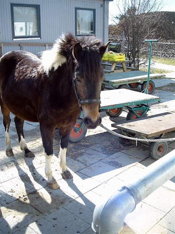 Anden særlig race | Klakkebjergs Tamara |  - Fordi jeg elsker dig ! Da hun lige var kommet til byggeren (: billede 14