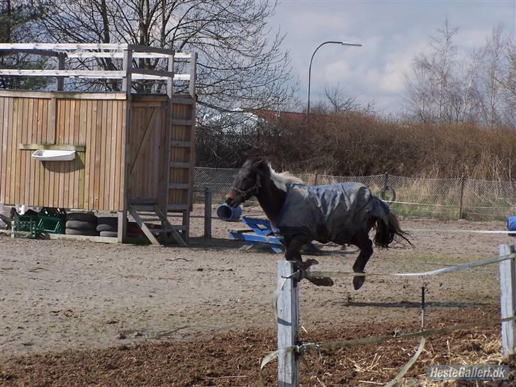 Anden særlig race | Klakkebjergs Tamara |  - Fordi jeg elsker dig ! billede 15