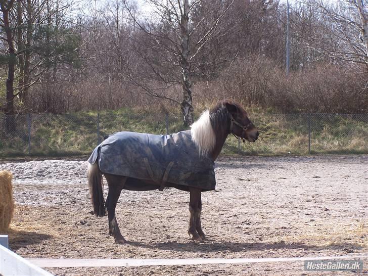 Anden særlig race | Klakkebjergs Tamara |  - Fordi jeg elsker dig ! billede 16