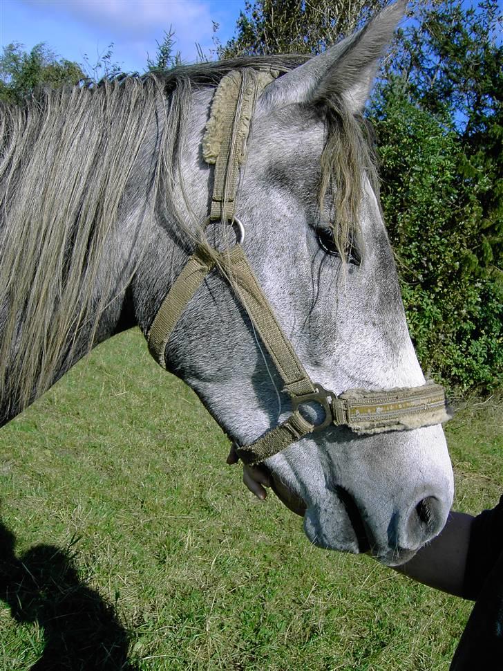 Anden særlig race Cassiopeia **RIP** - NYT  billede 9