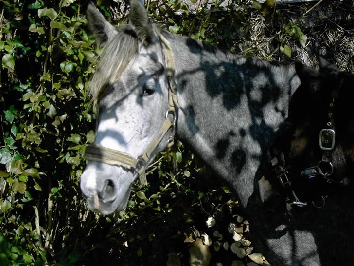 Anden særlig race Cassiopeia **RIP** - NYT billede 10