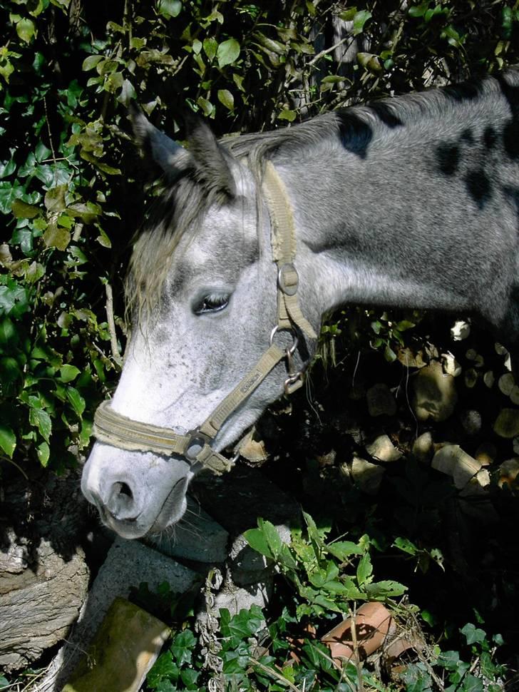 Anden særlig race Cassiopeia **RIP** - NYT billede 11