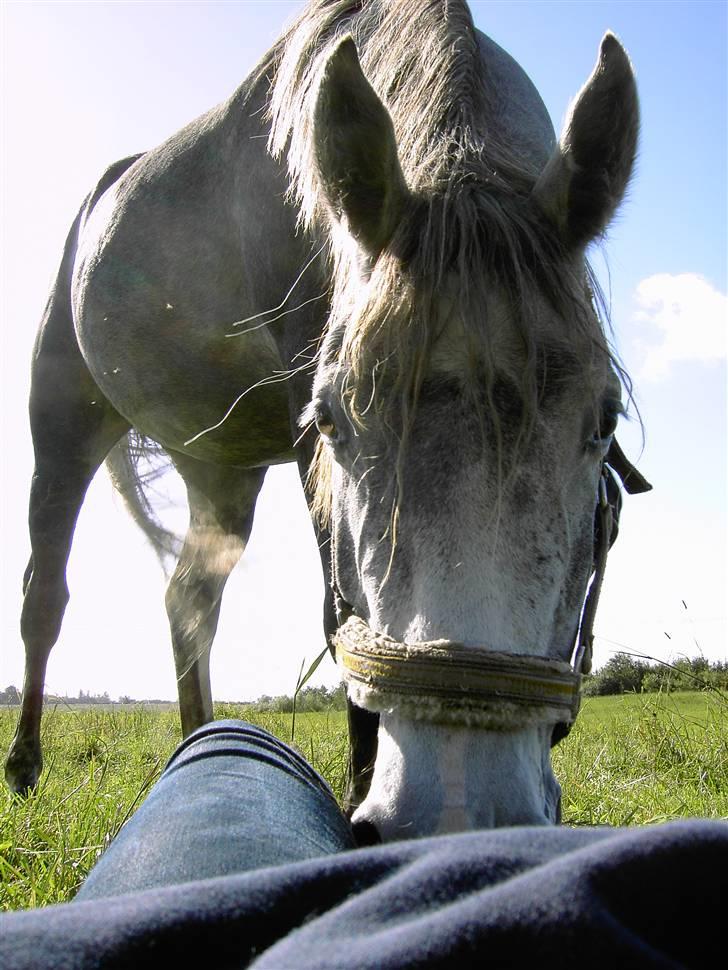 Anden særlig race Cassiopeia **RIP** - NYT billede 12